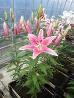 [1847 Ravenna TL No02.JPG]